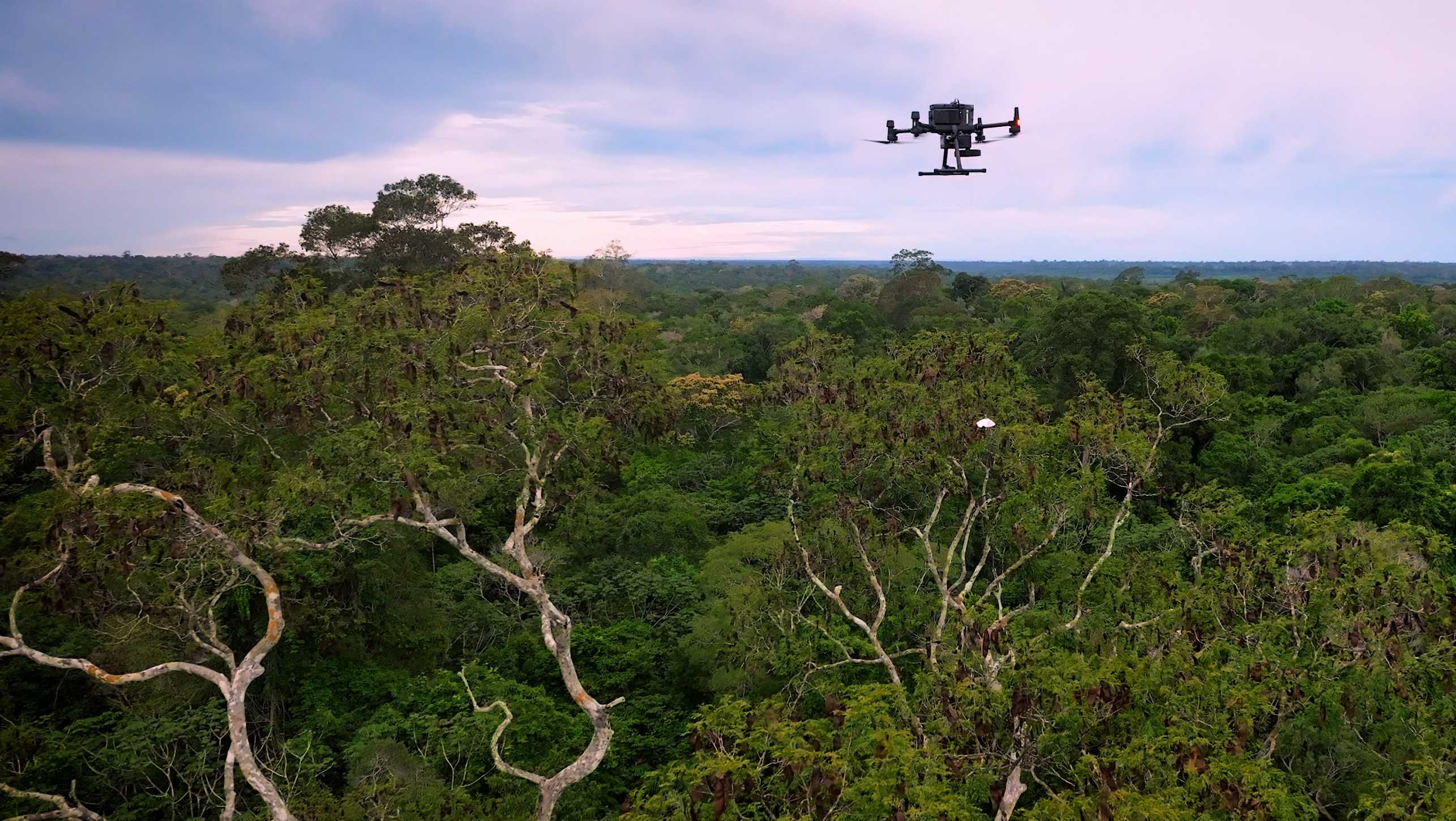 A drone flying above the rainforest, sampling DNA from a tree with a probe.